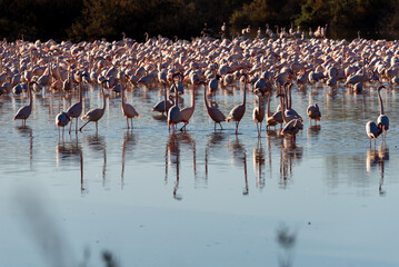 Tranquil Water Feeding Spectacle Wildlife