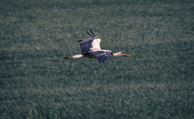 white stork in flight