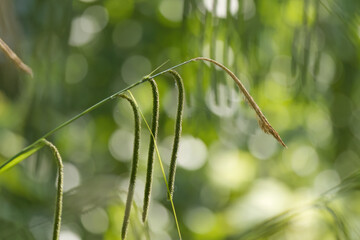 giant sedge growing by the pond, beautiful ornamental grass with green background, carex pendula, beautiful bokeh, Ornamental grass 