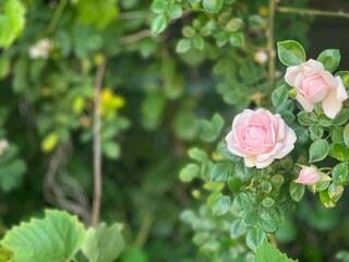 Delicate Light Pink Roses Blooming in Garden with Green Leaves – Romantic Floral Nature Background in Soft Natural Light