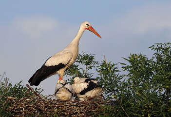 Beautiful white stork (Ciconia ciconia) and chicks standing in the nest during a sunny day. Big...