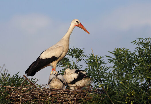 Beautiful white stork (Ciconia ciconia) and chicks standing in the nest during a sunny day. Big migratory bird from Africa and offspring with blue sky background.