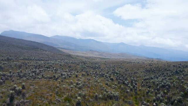 Frailejones en las monta&ntilde;as de Sumapaz 4K