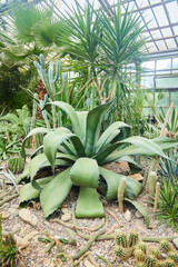 Tropical greenhouse, gardening. The American Agave plant. Close-up