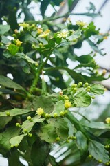 Tropical greenhouse, gardening. Plant Brasiliopuncia, a genus of plants in the Cactus family. Close-up