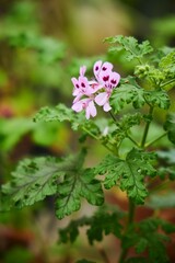 Tropical greenhouse, gardening. The Pelargonium plant. Close-up