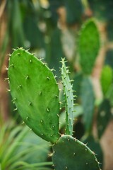 Tropical greenhouse, gardening. The Cactus plant. Close-up