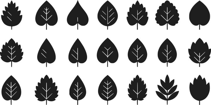 24 Black Silhouettes of Different Leaf Shapes Nature Icons Botanical V