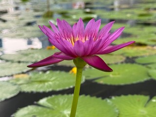Pink and Purple lotus flower in a lake with green lily pads