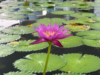 Pink and Purple lotus flower in a lake with green lily pads