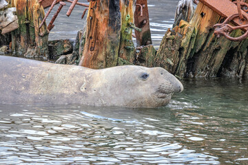 Southern Elephant Seal in the water (Mirounga leonina), Grytviken, South Georgia, South Atlantic