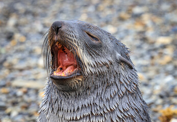 Southern Fur Seal with open mouth ( Arctocephalus ), South Georgia, South Atlantic