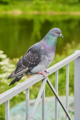 Pigeon on the fence, close-up of a bird