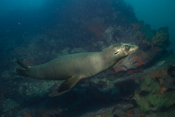 Fototapeta premium Unterwasserfoto Seelöwe Galapagos 