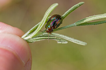 two fingers holding a sprig of lavender with a rosemary beetle for size comparison with blurred background