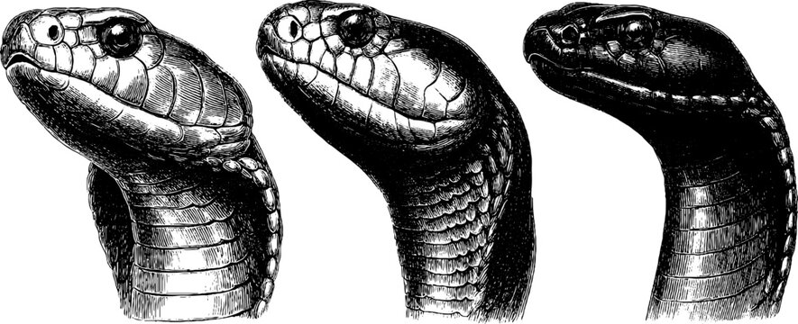 Engraved illustration set showcasing detailed king cobra heads in black and white design