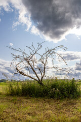 Obraz premium ein baum mit strukturiertem bewölkten himmel