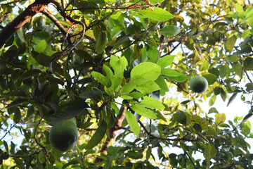 avocado on natural avocado tree