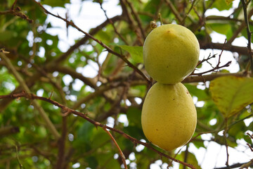 lemon fruit on natural lemon tree