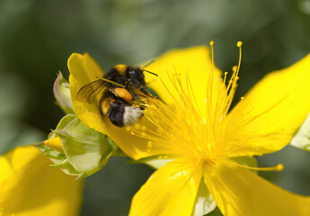 Bumblebee on Hypericum hircinum flower, close-up of small bumblebee, legs with pollen basket, legs full of pollen, bumblebee from the side on St. John's wort flower, Bombus, Hypericum hircinum