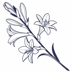 black and white tuberose