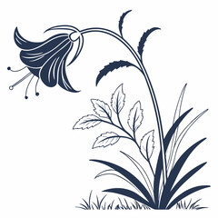 black and white touch-me-not
