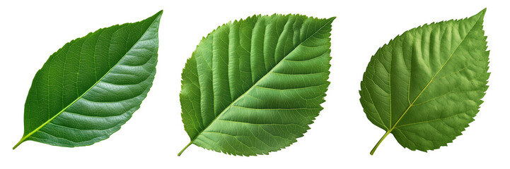 Obraz premium Set of a green leaf, isolated on transparent background.