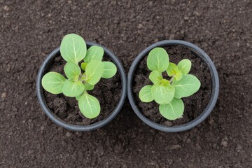 Naklejka premium Sprouting green magic, twin seedlings herald Earth Day renewal, miniature verdant beginnings dance in nurturing embrace of Gaia's soil