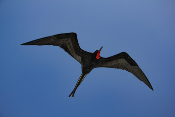 Fragattvogel im Flug auf Galapagos

