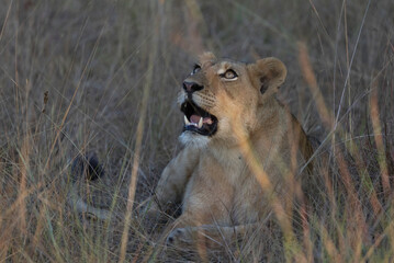 lioness in serengeti