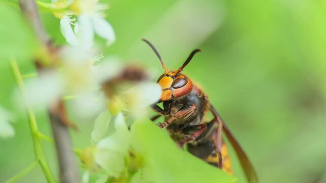 The European hornet ,Vespa crabro