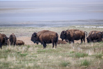Wild Buffalo Grazing Near a Large Lake