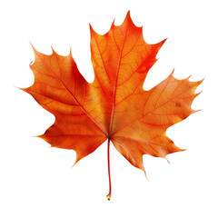 Fototapeta premium Autumn Maple Leaf with Curling Edges and Natural Shadows, isolated on a transparent background.