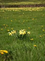 yellow flowers in the grass