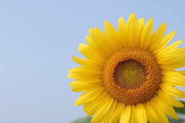 Obraz premium Radiant sunflower basking under azure sky, symbolizing Ukrainian Independence Day, hidden tales of solar worship unfurl