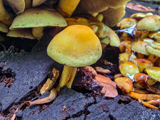 FungalIllusion ecosystem forest dangers mycotoxins