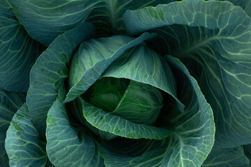 Fresh organic cabbage in the garden. Vegetarian natural food. Agriculture.