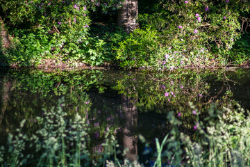 Lake in a Rijsterborgherpark in Deventer Netherlands. High quality photo
