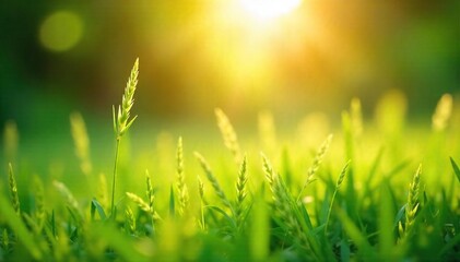 Sunlight filters through delicate, feathery grass swaying gently in a summer breeze, creating a tranquil and ethereal scene Perfect for nature, serenity, and calming themes , landscape, wildflower