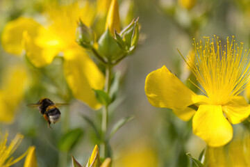 Bumblebee in flight, Hypericum hircinum flower, close-up St. John's wort flower, legs with pollen basket, legs full of pollen, yellow flowers and insect, Bombus, Hypericum hircinum