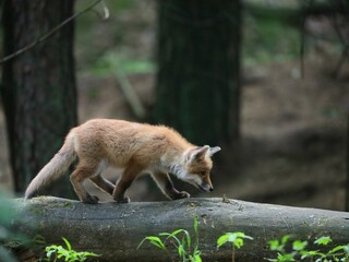 red fox cub