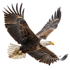 Obraz premium bald eagle in flight