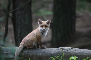 Baby red fox vulpes