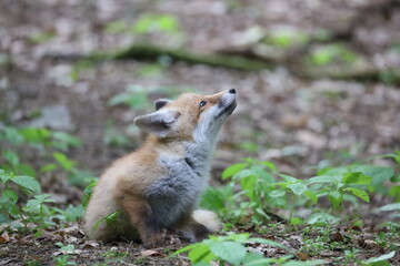 Baby red fox 