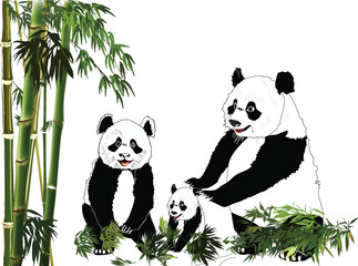 panda family near green bamboo plants on white background