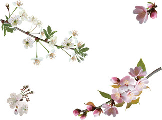 spring tree four pink and white blossoms isolated on white