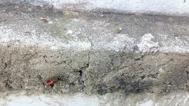 hairy catwrpillar on the wall