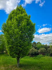 Sunlit Splendor Scenic Nature Landscape