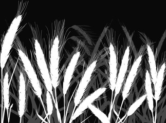 cereal plants field isolated on black background