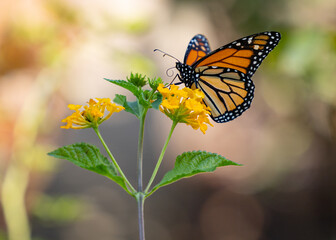 Beautiful orange migrating monarch butterfly feeding on yellow flowers in a lush garden in California.  